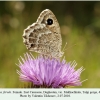 satyrus ferula daghestan female3